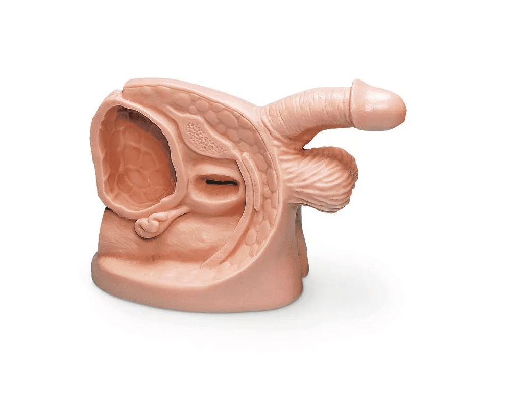 Männliches Katheterisierungsmodell - Erler - Zimmer